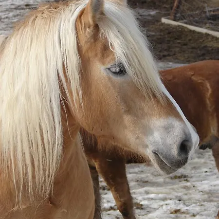 Oberhorner بيت ضيافة سخلادميخ