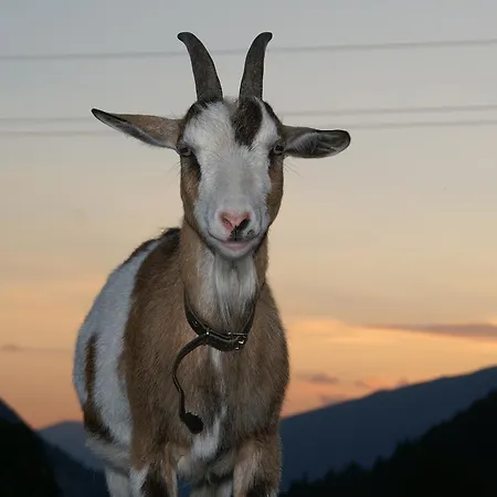 Oberhorner بيت ضيافة 3*