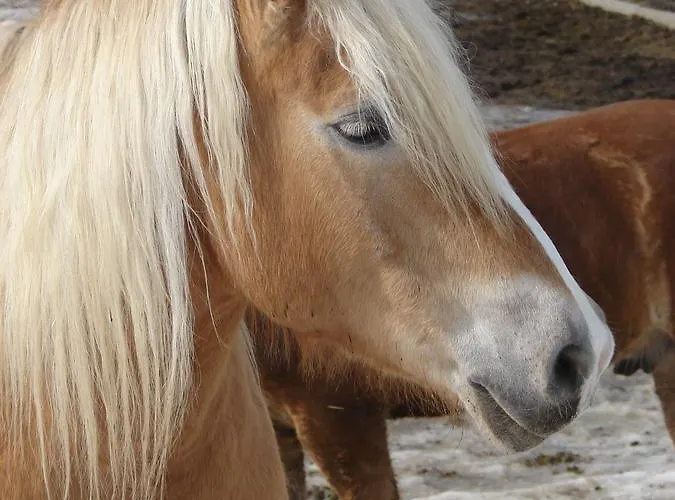 Oberhorner 招待所 斯拉德明