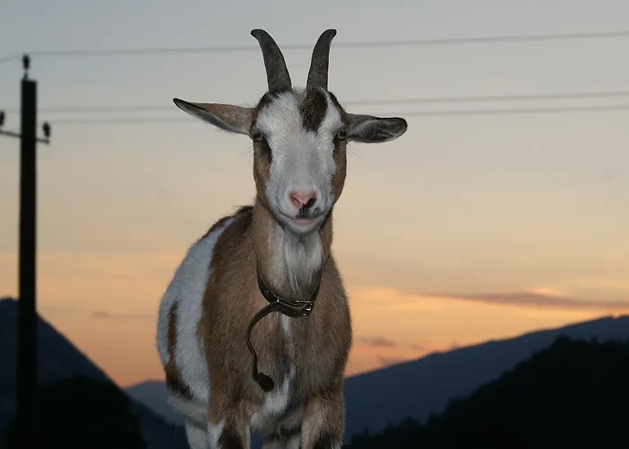 Oberhorner 招待所 3*